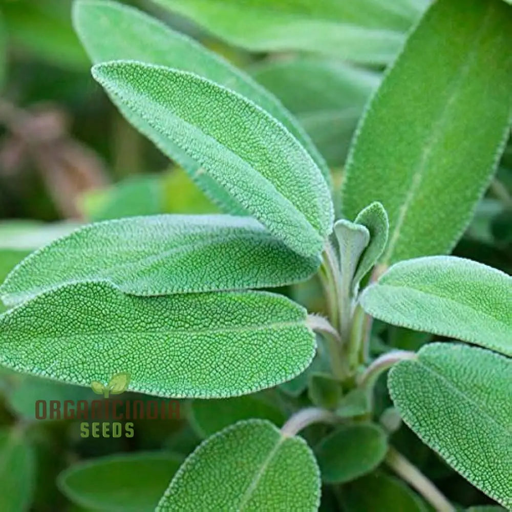 Green Culinary Sage Seeds - Grow Your Own Flavorful Herb Garden