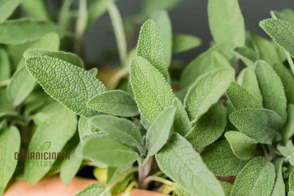 Green Culinary Sage Seeds - Grow Your Own Flavorful Herb Garden