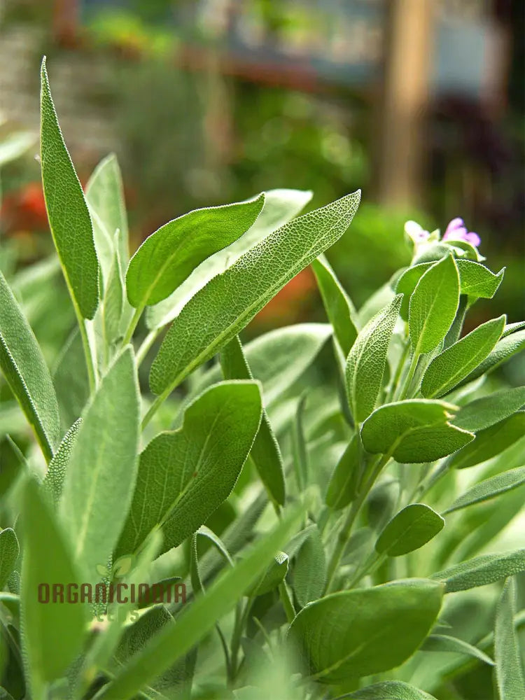 Green Culinary Sage Seeds - Grow Your Own Flavorful Herb Garden