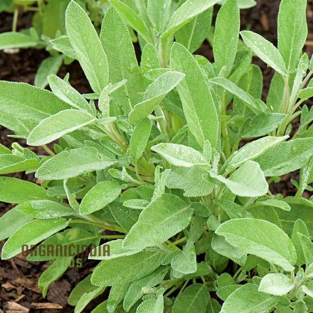 Green Culinary Sage Seeds - Grow Your Own Flavorful Herb Garden