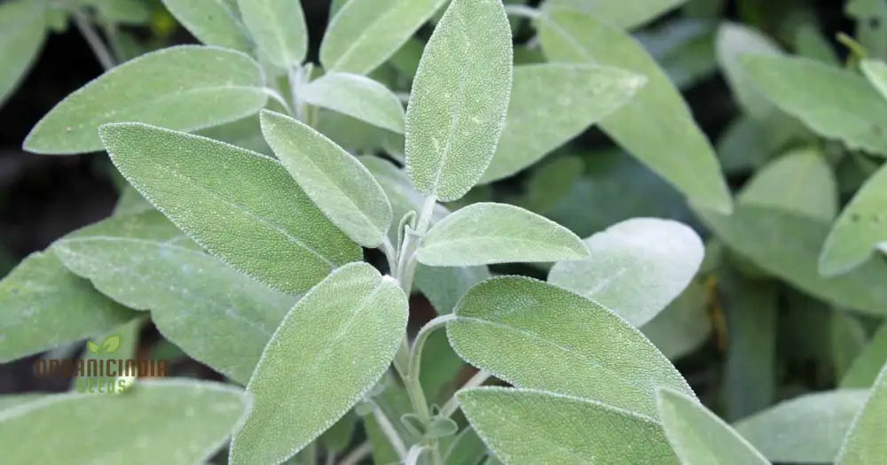 Green Culinary Sage Seeds - Grow Your Own Flavorful Herb Garden