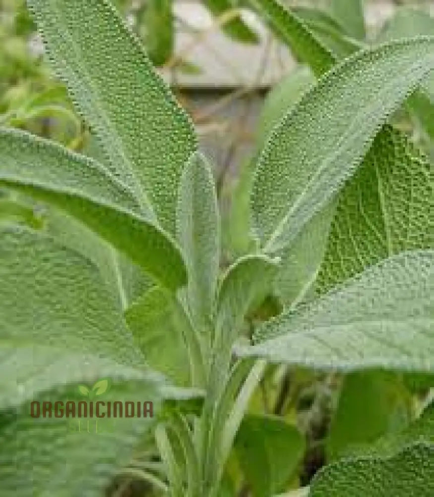 Green Culinary Sage Seeds - Grow Your Own Flavorful Herb Garden