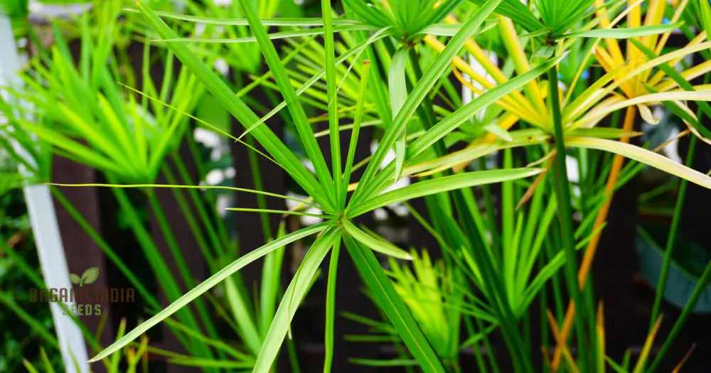 Green Cyperus Papyrus Flower Seeds Premium Quality (50Pcs)