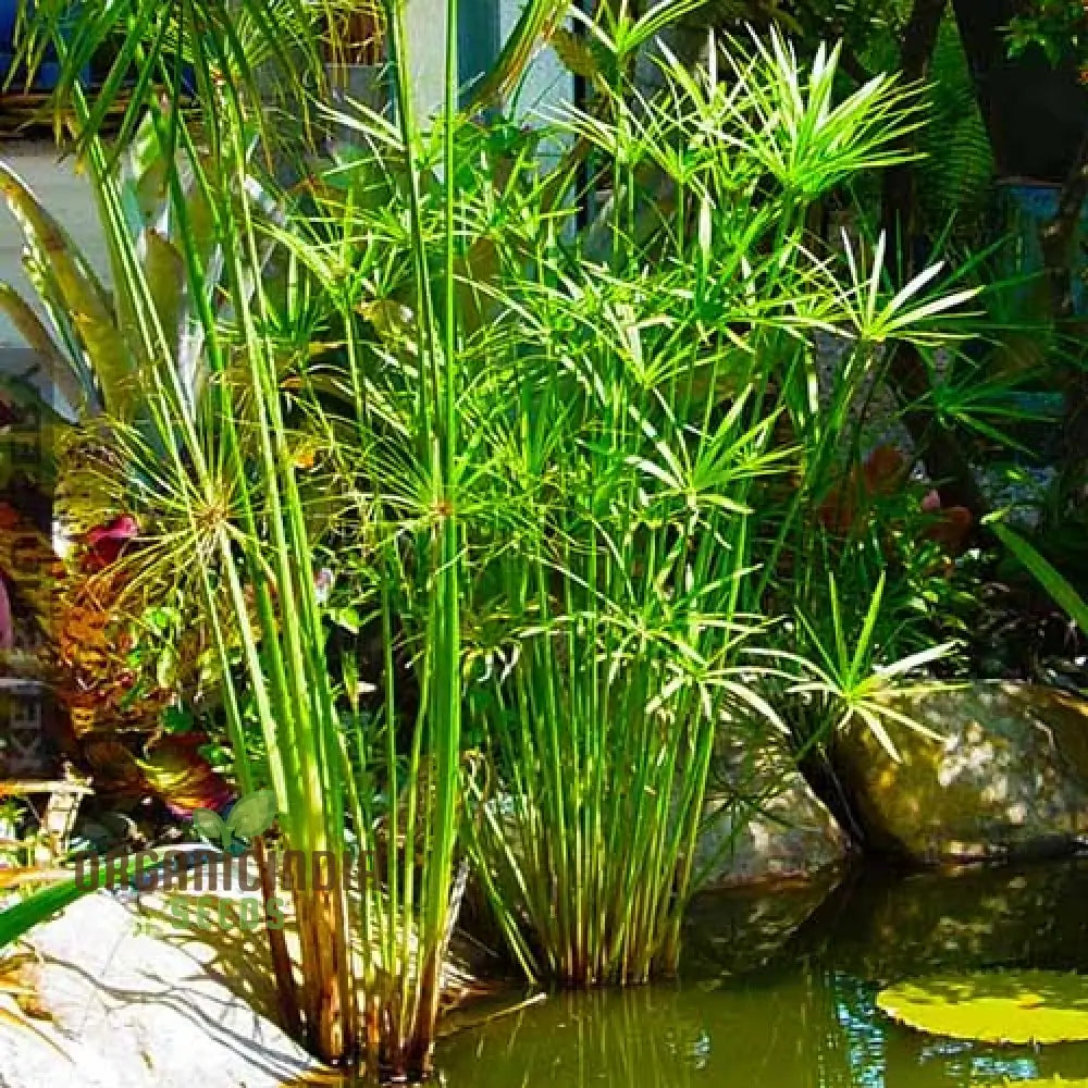 Green Cyperus Papyrus Flower Seeds Premium Quality (50Pcs)