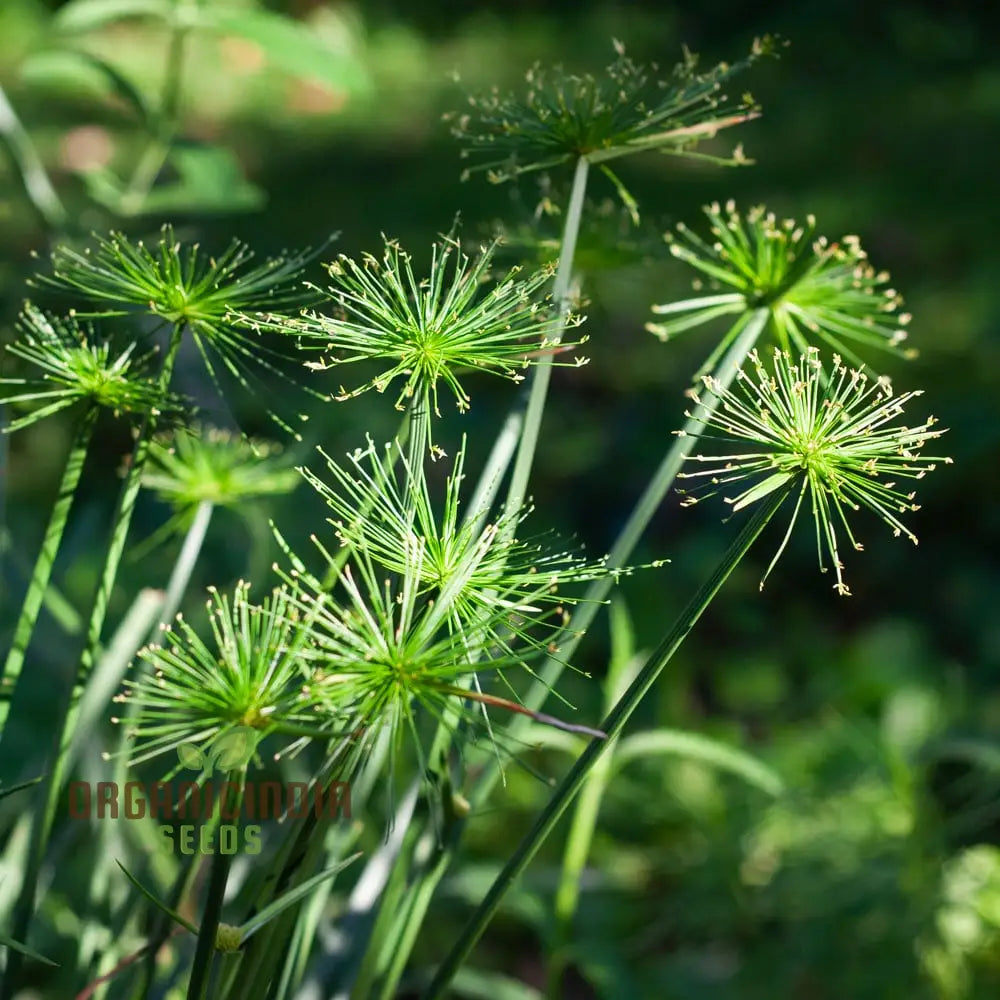 Green Cyperus Papyrus Flower Seeds Premium Quality (50Pcs)