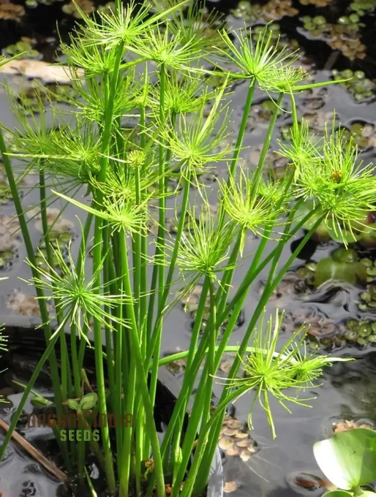 Green Cyperus Papyrus Flower Seeds Premium Quality (50Pcs)