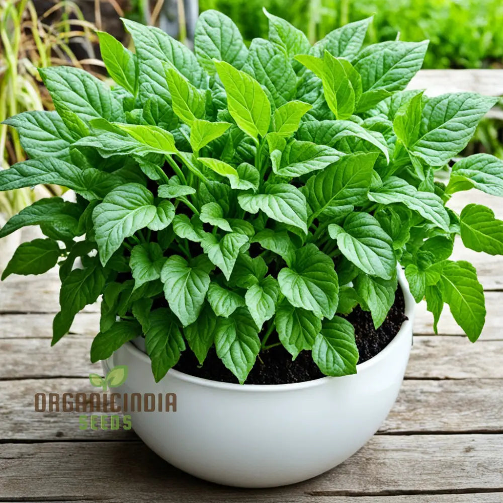 Green Dixie Lee Vegetable Mix Seeds For Planting Diverse & Delicious Greens For Your Garden Leafy