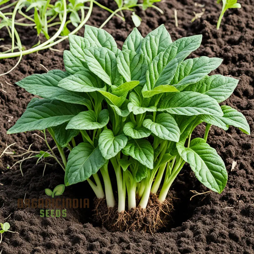 Green Dixie Lee Vegetable Mix Seeds For Planting Diverse & Delicious Greens For Your Garden Leafy