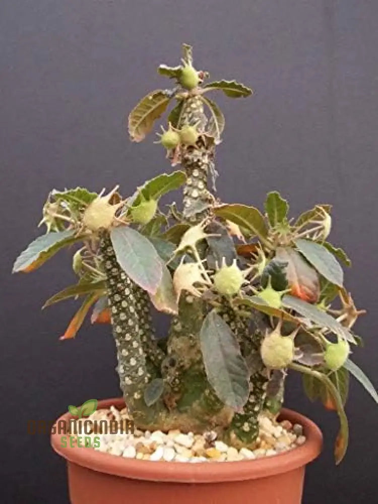 Green Dorstenia Foetida Seeds 100Pcs Indoor Planting Fresh