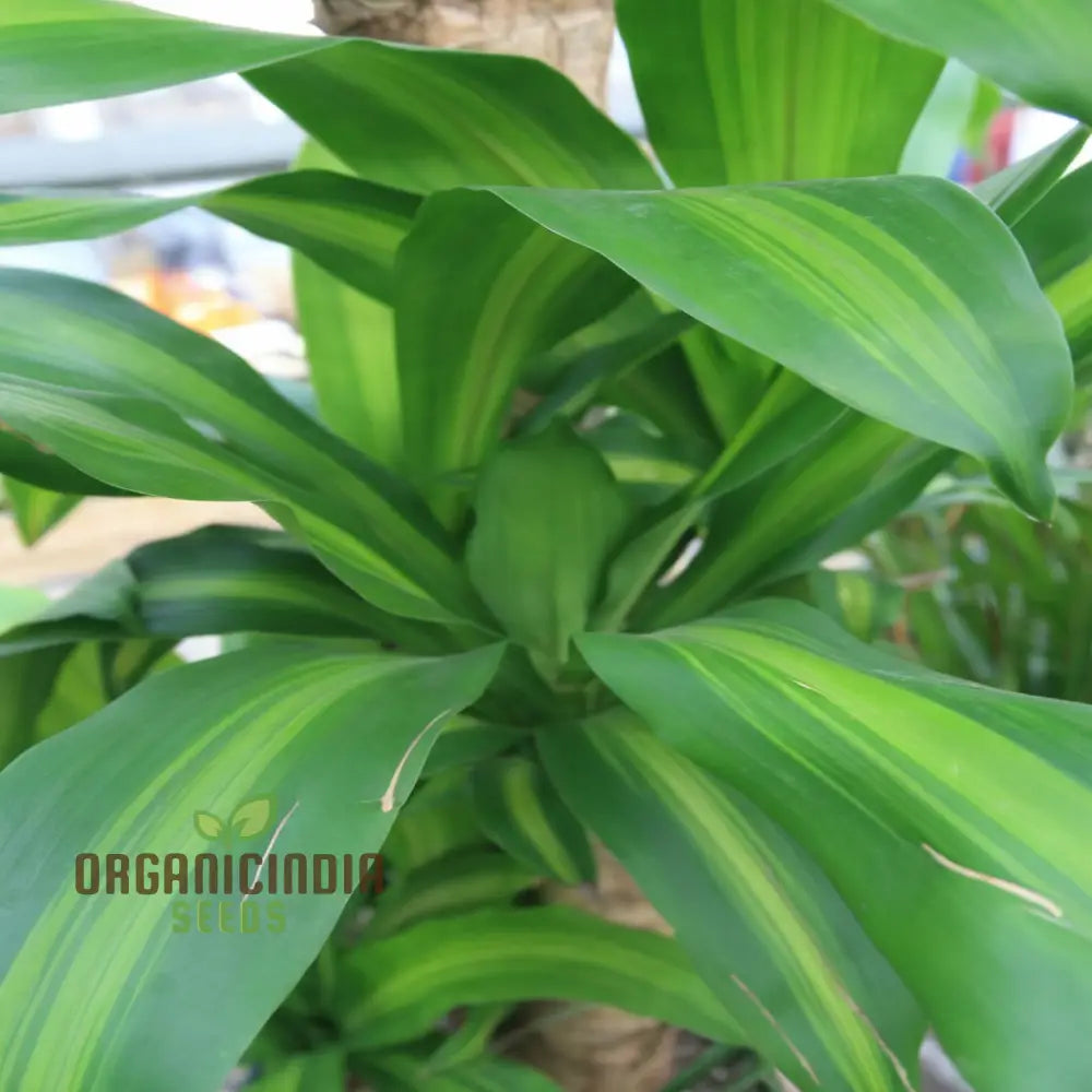 Green Dracaena Fragrans Plant Seeds Verdant And Elegant Indoor Or Outdoor Garden Lush Hardy Foliage