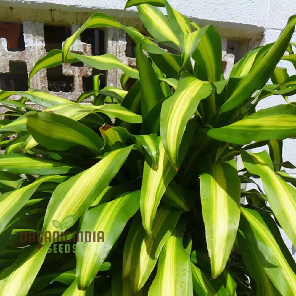 Green Dracaena Fragrans Plant Seeds Verdant And Elegant Indoor Or Outdoor Garden Lush Hardy Foliage