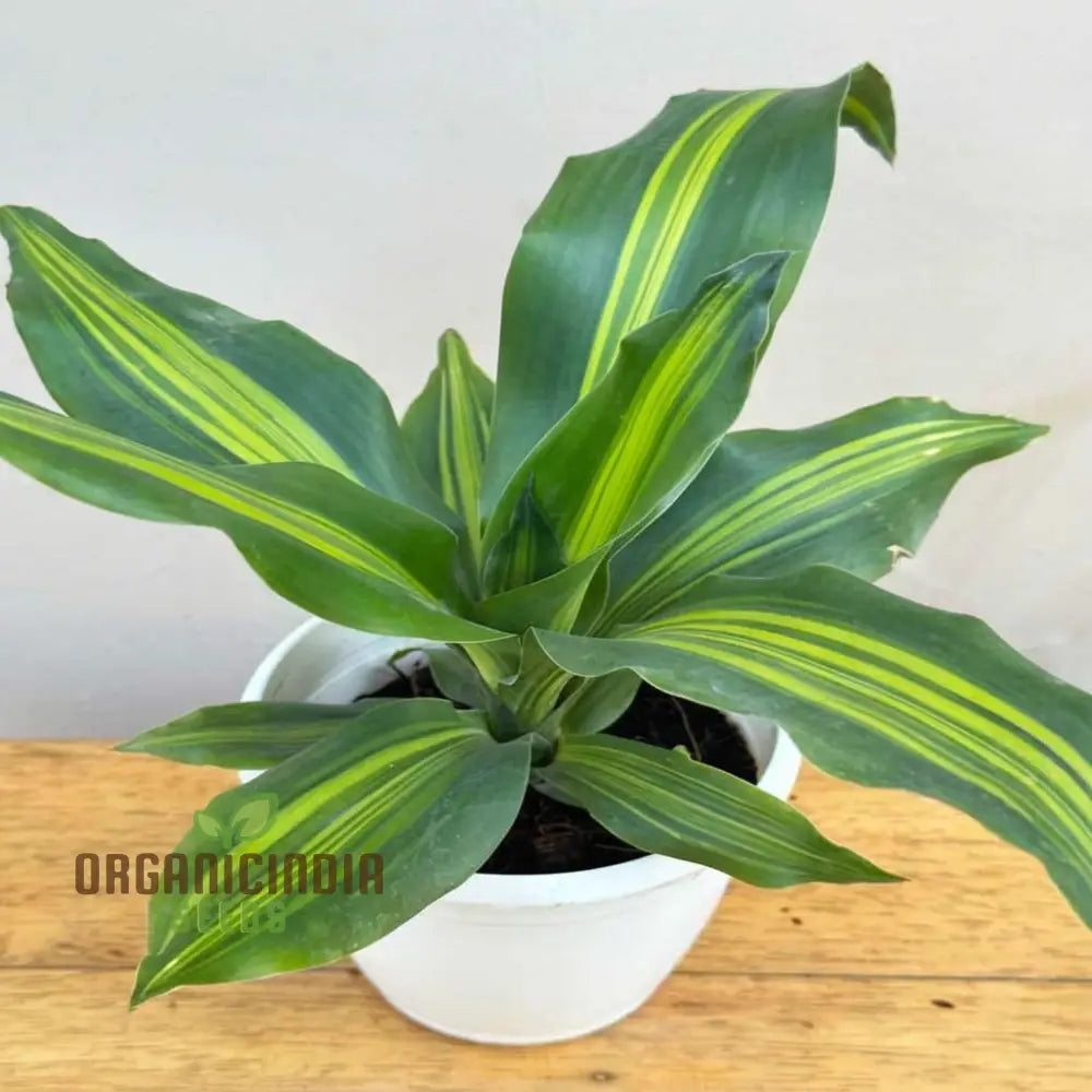 Green Dracaena Fragrans Plant Seeds Verdant And Elegant Indoor Or Outdoor Garden Lush Hardy Foliage