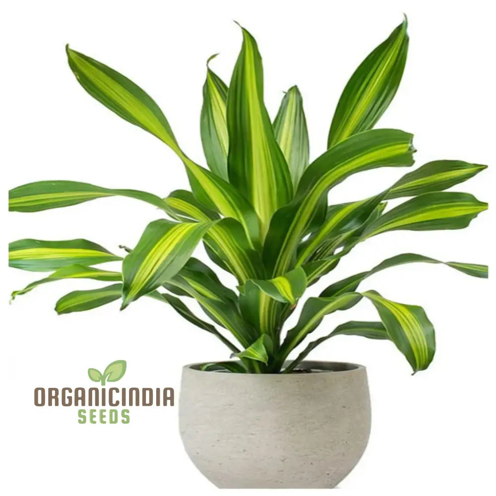 Green Dracaena Fragrans Plant Seeds Verdant And Elegant Indoor Or Outdoor Garden Lush Hardy Foliage