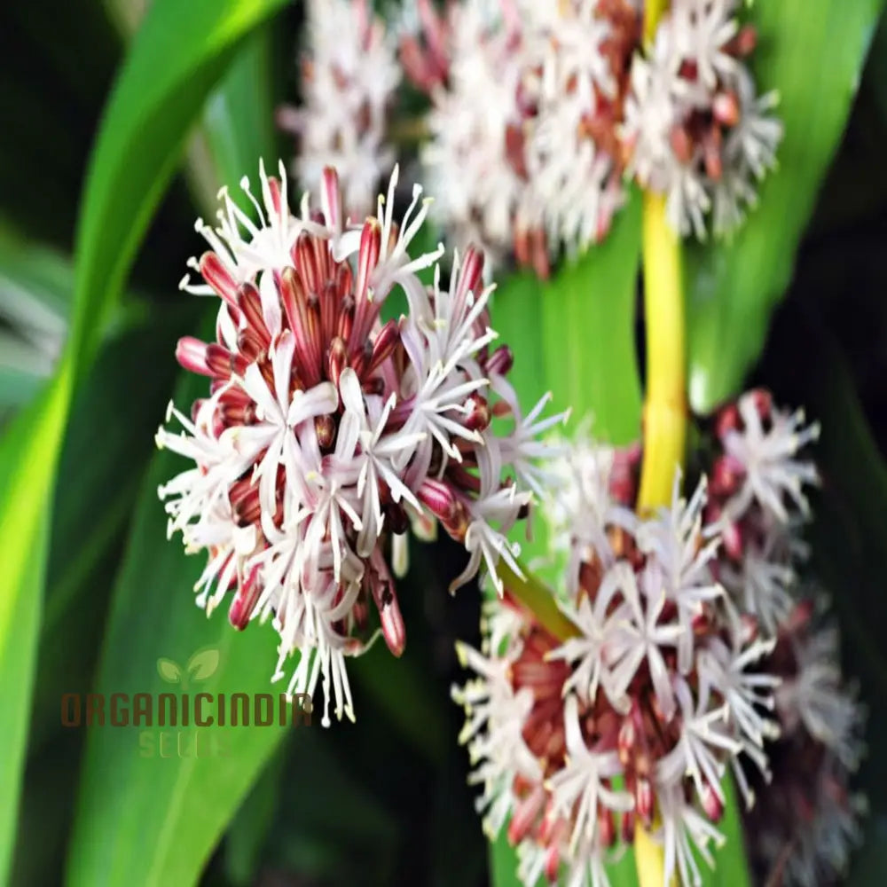 Green Dracaena Fragrans Plant Seeds Verdant And Elegant Indoor Or Outdoor Garden Lush Hardy Foliage