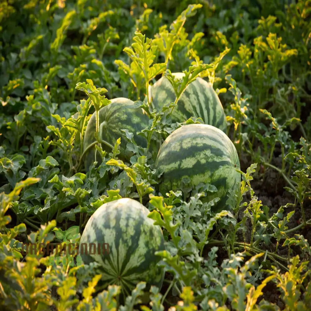 Green Flesh Watermelon Fruit Seeds For Lush And Juicy Harvests - Perfect Home Gardening Enthusiasts