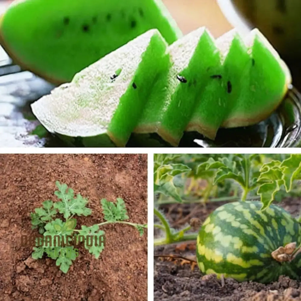 Green Flesh Watermelon Fruit Seeds For Lush And Juicy Harvests - Perfect Home Gardening Enthusiasts