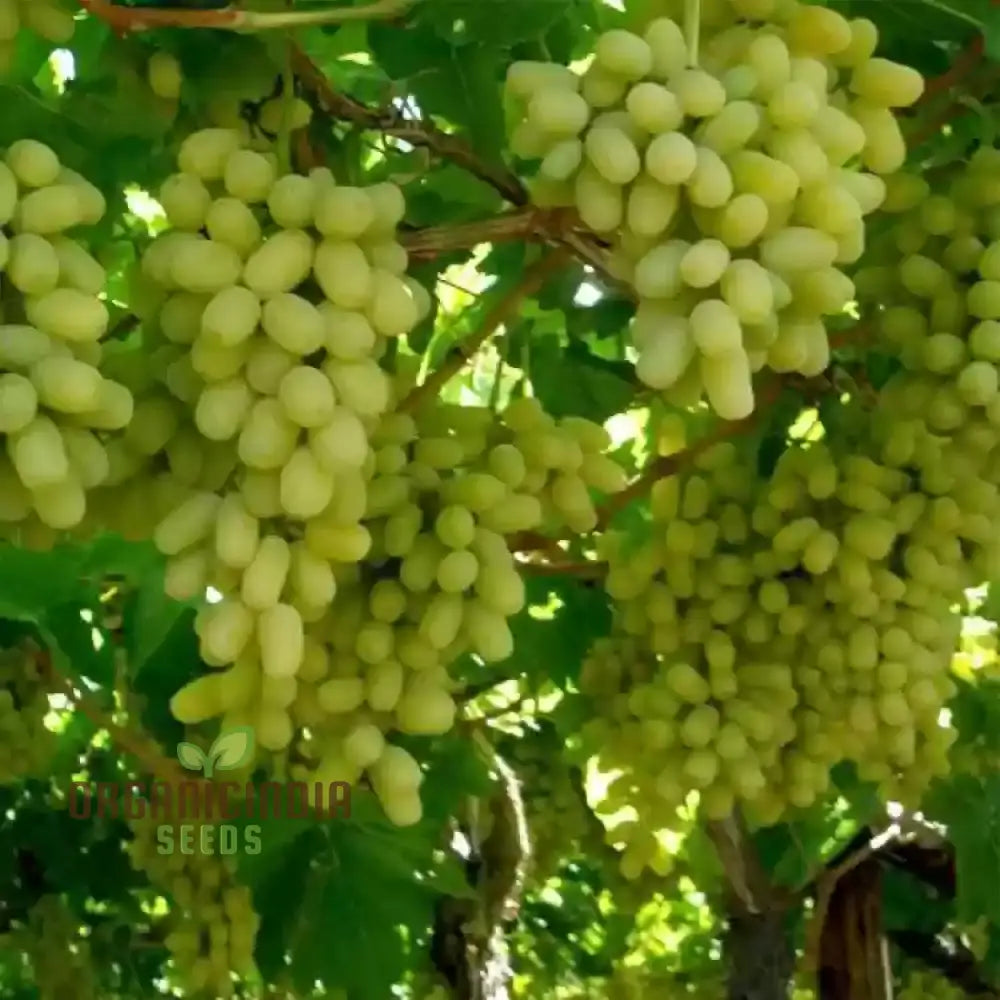 Green Grape Fruit Seeds For Planting Cultivate Your Garden With Exotic