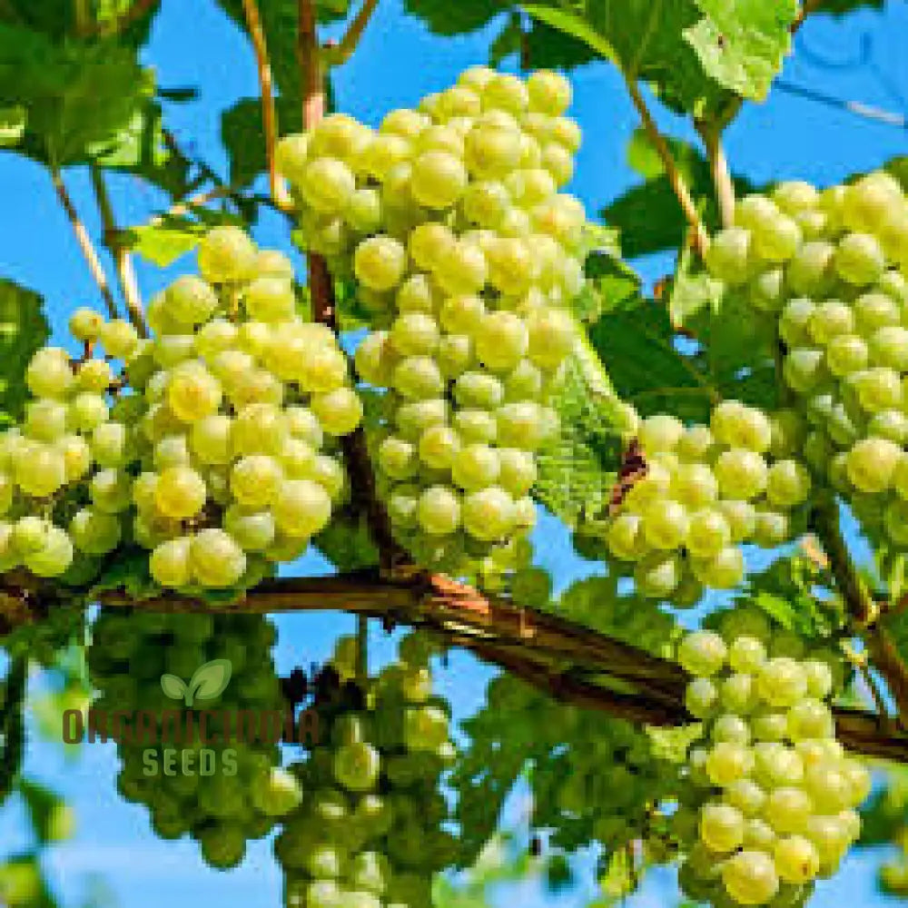 Green Grape Fruit Seeds For Planting Cultivate Your Garden With Exotic