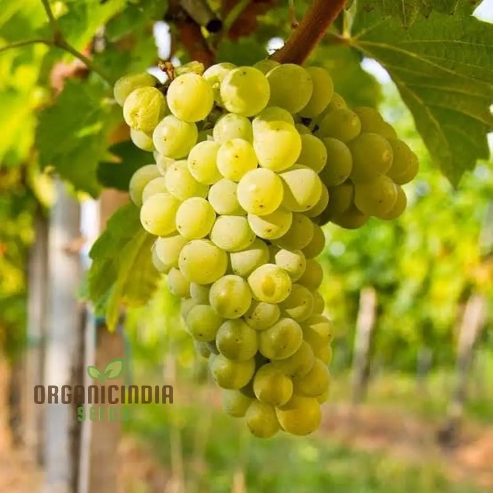 Green Grape Fruit Seeds For Planting Cultivate Your Garden With Exotic