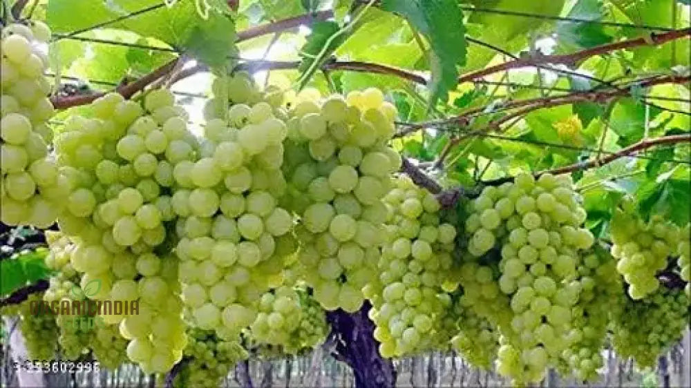 Green Grape Fruit Seeds For Planting Cultivate Your Garden With Exotic