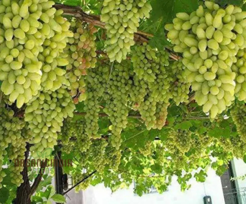 Green Grape Fruit Seeds For Planting Cultivate Your Garden With Exotic