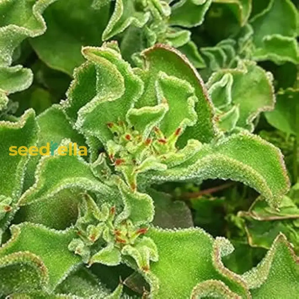 Green Iceplant Seeds For Planting - Vegetable Plant Seeds