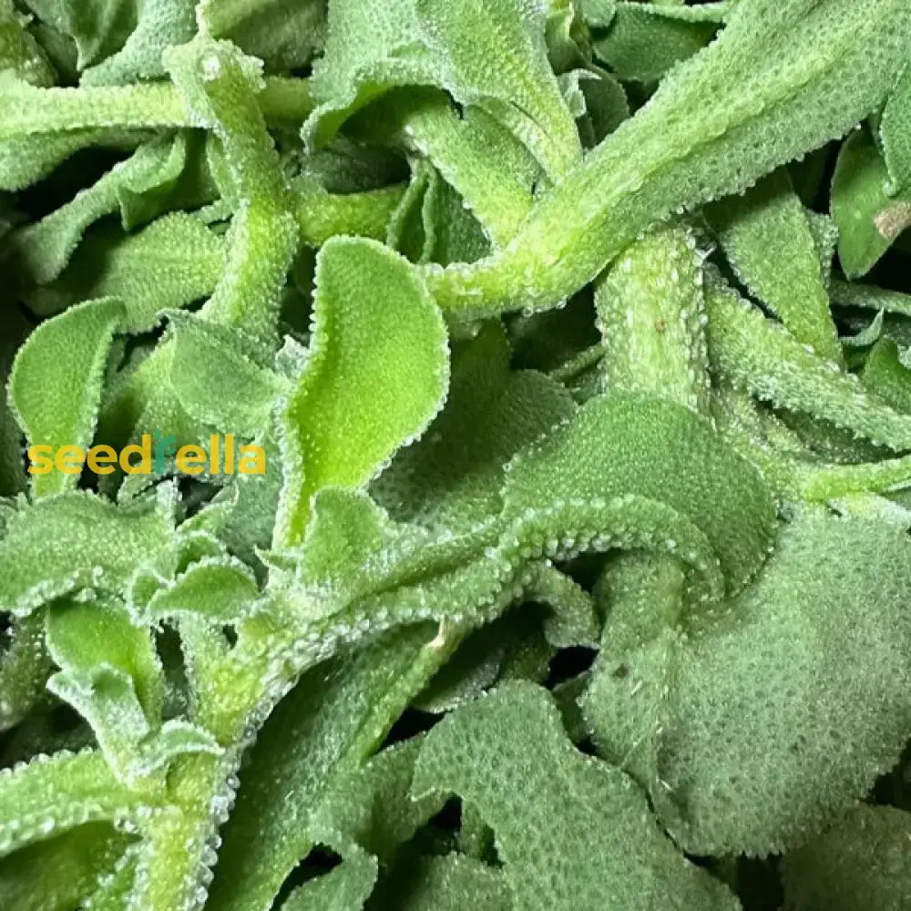 Green Iceplant Seeds For Planting - Vegetable Plant Seeds