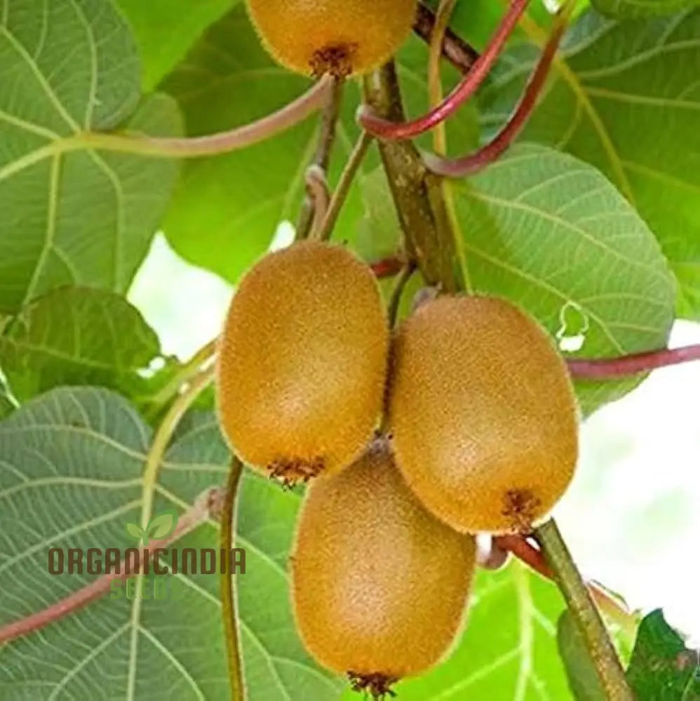 Green Kiwi Fruit Seeds For Planting And Gardening Beauty Guide Seed Plants