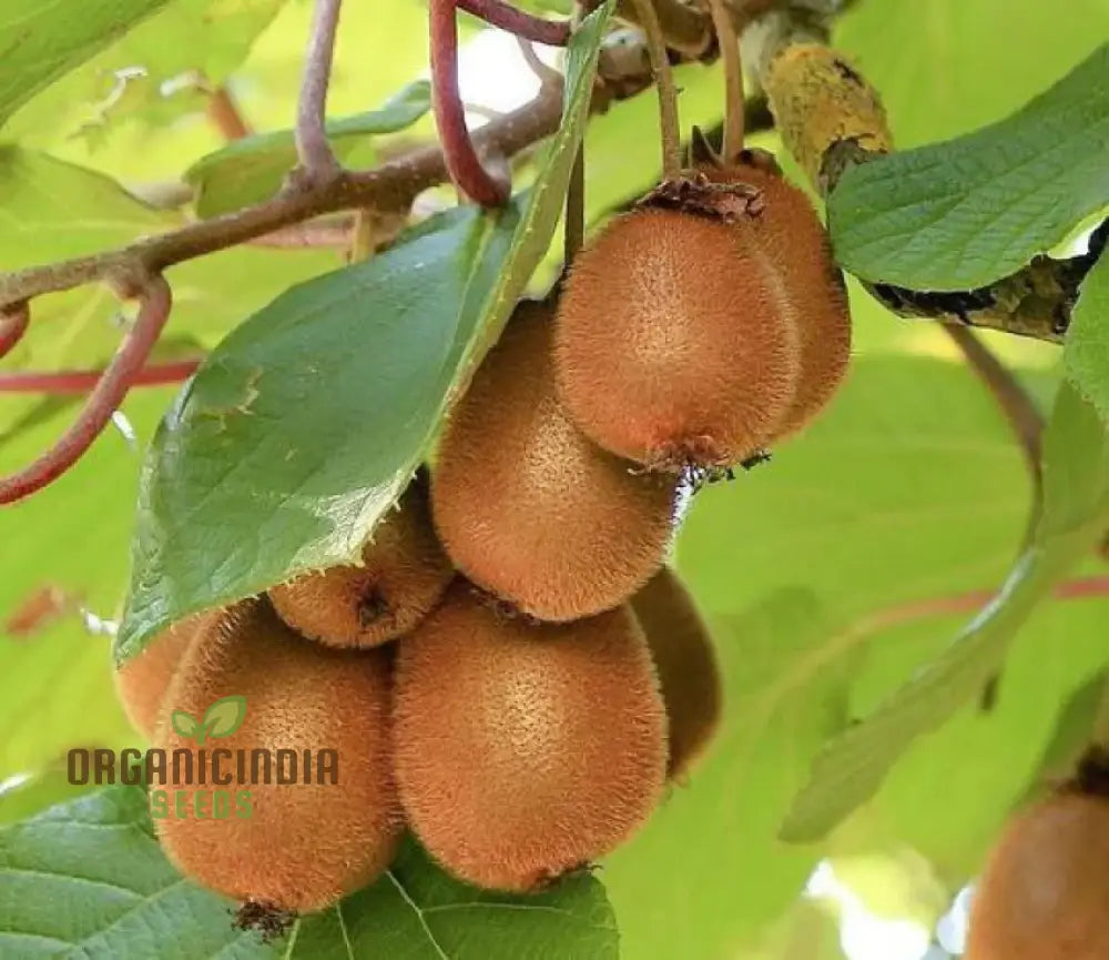 Green Kiwi Fruit Seeds For Planting And Gardening Beauty Guide Seed Plants