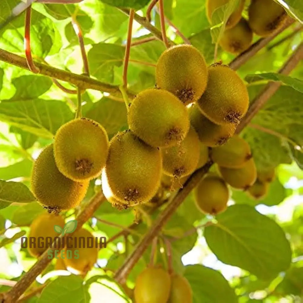 Green Kiwi Fruit Seeds For Planting And Gardening Beauty Guide Seed Plants