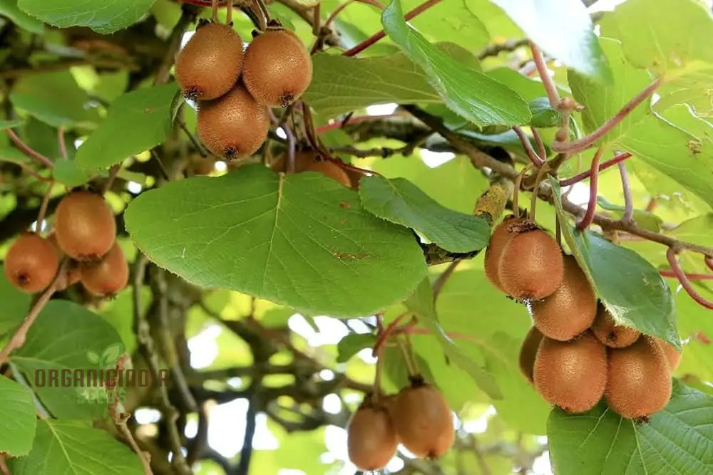 Green Kiwi Fruit Seeds For Planting And Gardening Beauty Guide Seed Plants