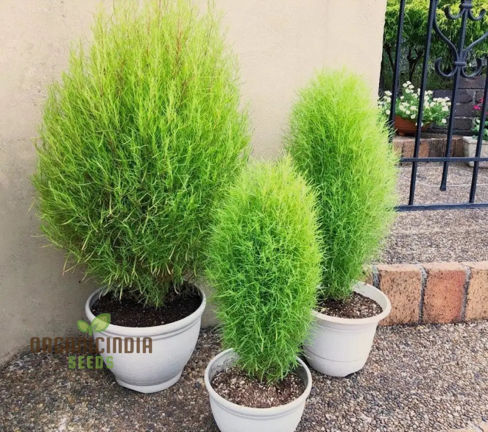 Green Kochia Scoparia Seeds – Grow Your Own Spectacular Foliage For A Stunning Landscape!