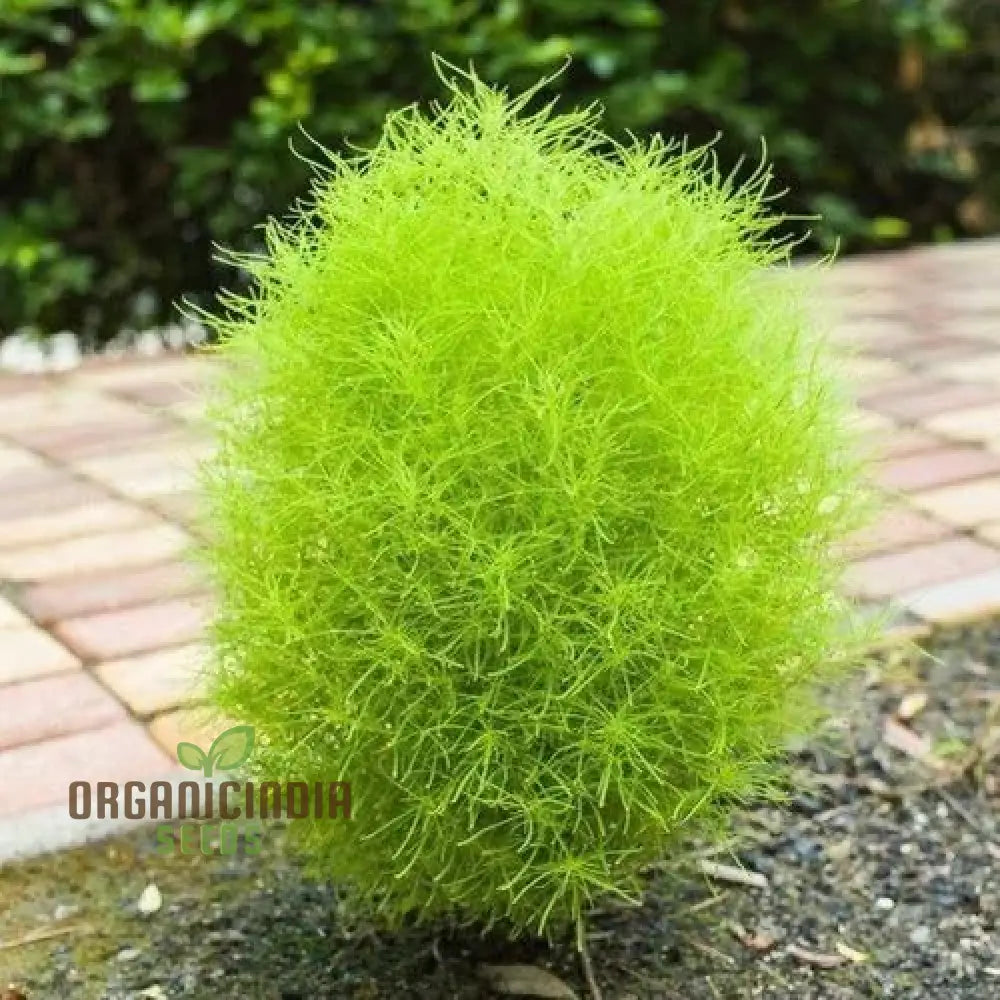 Green Kochia Scoparia Seeds – Grow Your Own Spectacular Foliage For A Stunning Landscape!