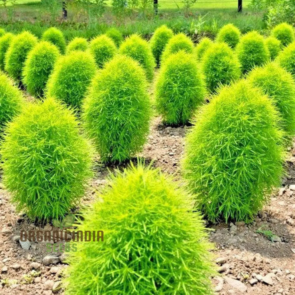 Green Kochia Scoparia Seeds – Grow Your Own Spectacular Foliage For A Stunning Landscape!