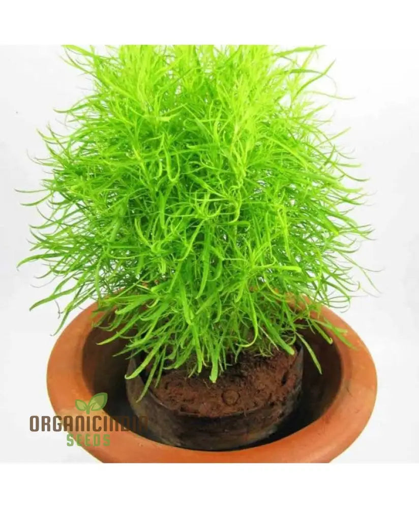 Green Kochia Scoparia Seeds – Grow Your Own Spectacular Foliage For A Stunning Landscape!