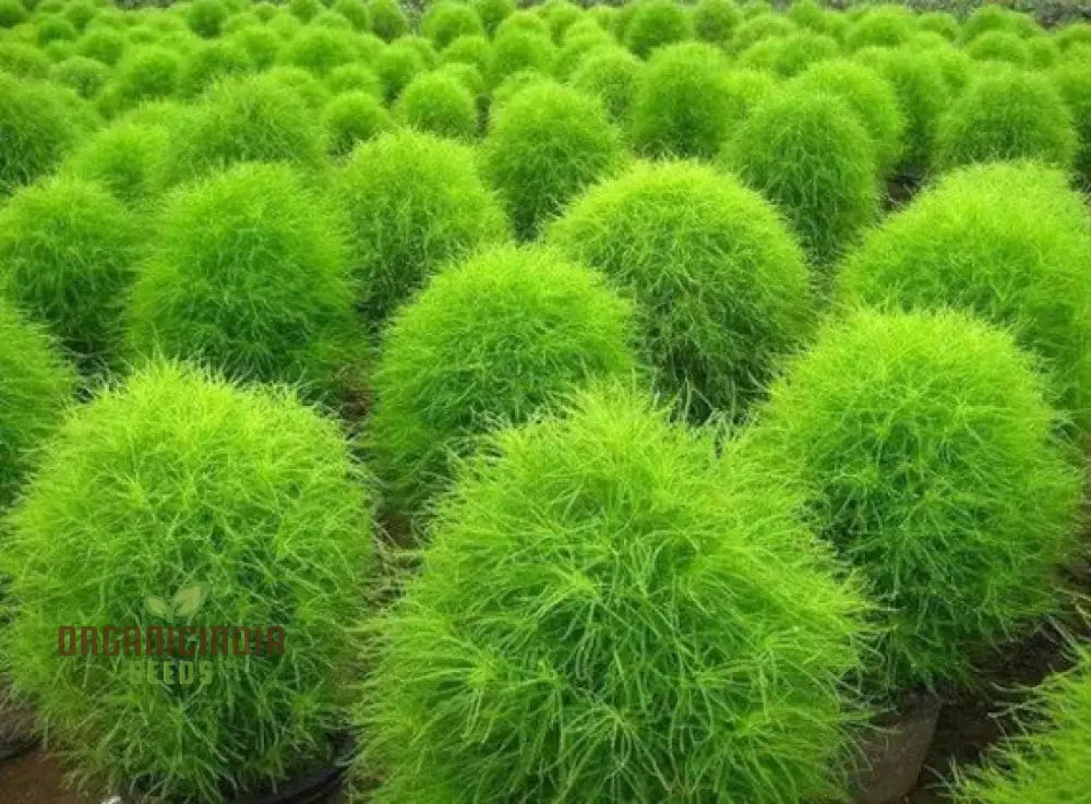 Green Kochia Scoparia Seeds – Grow Your Own Spectacular Foliage For A Stunning Landscape!