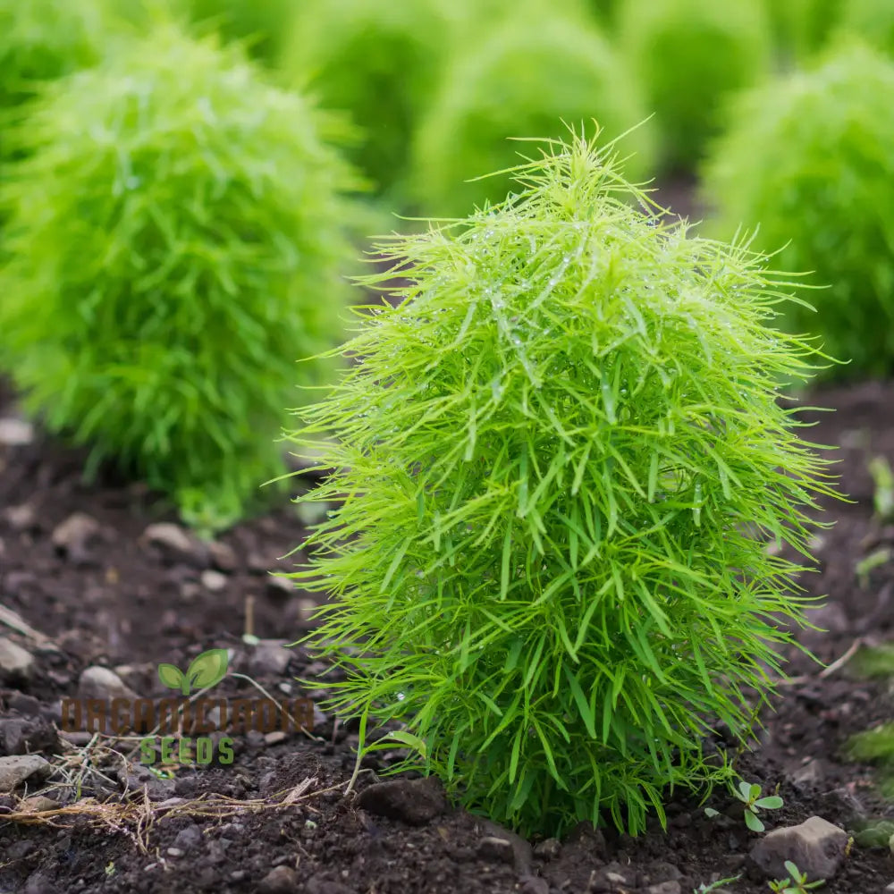 Green Kochia Scoparia Seeds – Grow Your Own Spectacular Foliage For A Stunning Landscape!