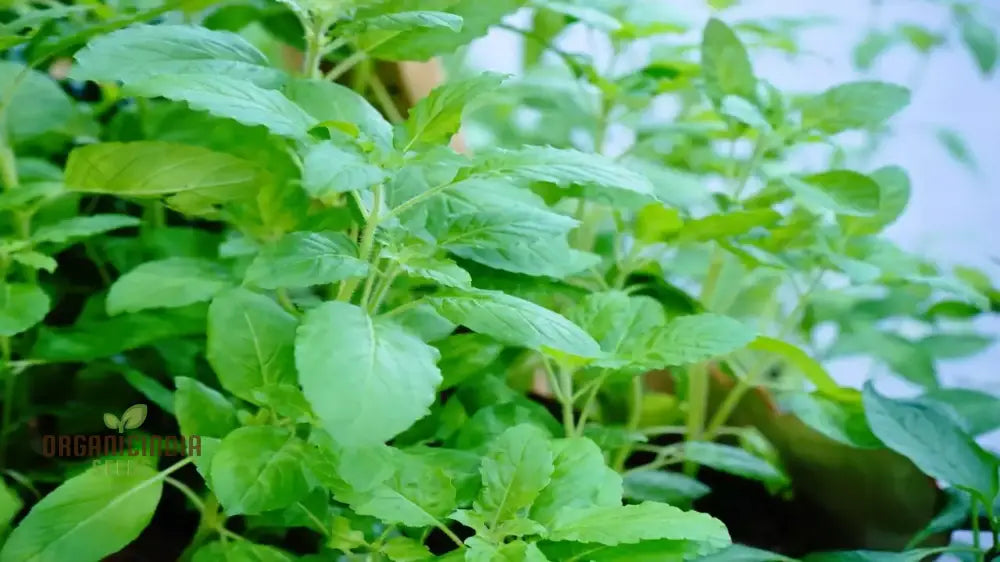 Green Leaf Tulsi Basil Seeds For Planting- Premium Organic Herb Home Gardening | Aromatic Medicinal