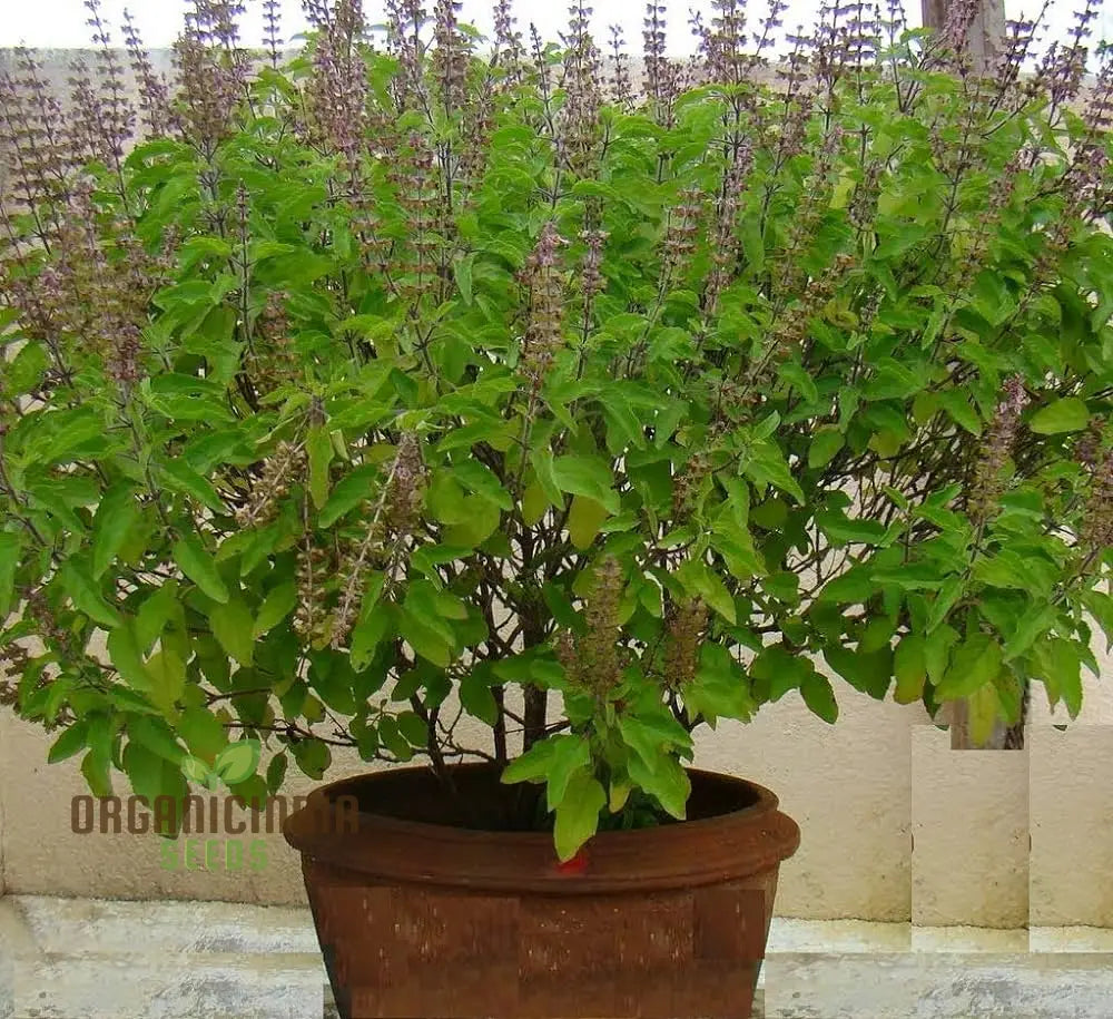 Green Leaf Tulsi Basil Seeds For Planting- Premium Organic Herb Home Gardening | Aromatic Medicinal