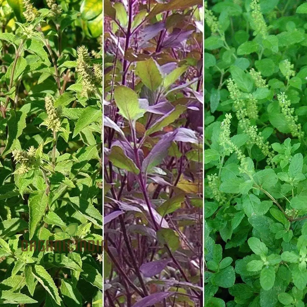 Green Leaf Tulsi Basil Seeds For Planting- Premium Organic Herb Home Gardening | Aromatic Medicinal