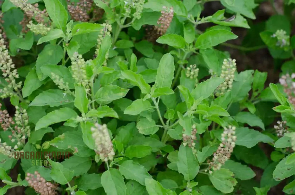 Green Leaf Tulsi Basil Seeds For Planting- Premium Organic Herb Home Gardening | Aromatic Medicinal