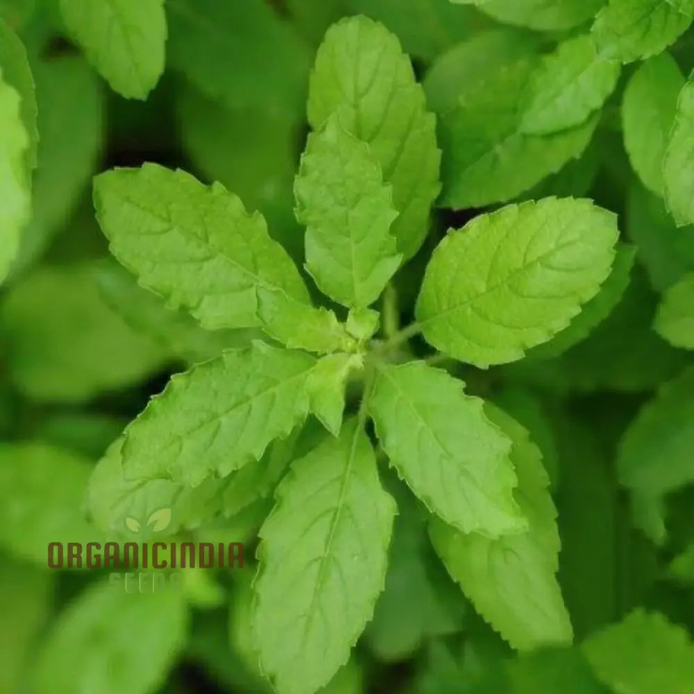 Green Leaf Tulsi Basil Seeds For Planting- Premium Organic Herb Home Gardening | Aromatic Medicinal