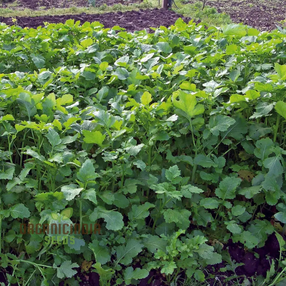 Green Manure Seeds ’Caliente Mustard’ Vegetable For Ultimate Gardening Premium Quality Sustainable