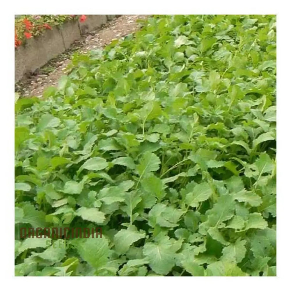 Green Manure Seeds ’Caliente Mustard’ Vegetable For Ultimate Gardening Premium Quality Sustainable