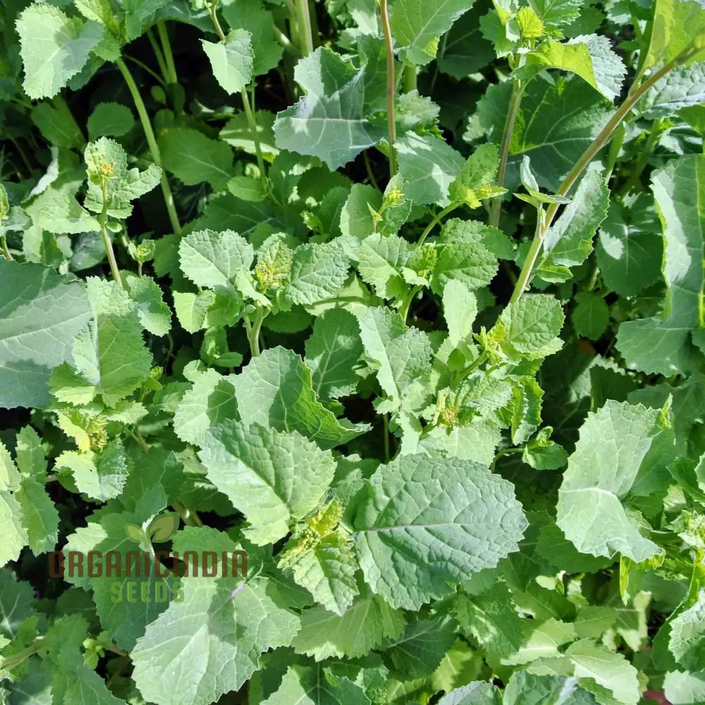 Green Manure Seeds ’Caliente Mustard’ Vegetable For Ultimate Gardening Premium Quality Sustainable