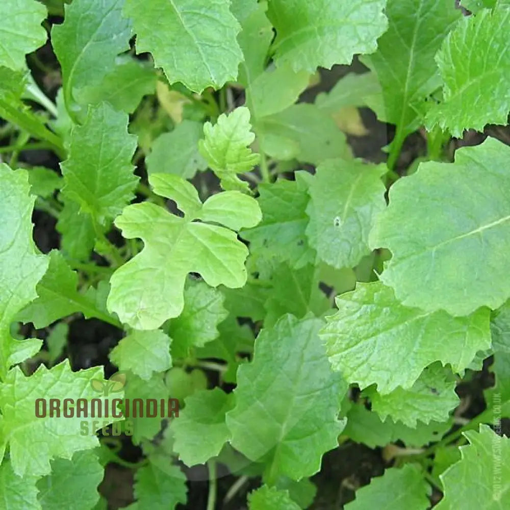 Green Manure Seeds ’Caliente Mustard’ Vegetable For Ultimate Gardening Premium Quality Sustainable