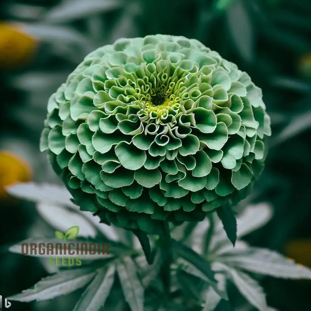 Green Marigold Flower Seeds For Planting A Complete Gardening And Cultivation Guide