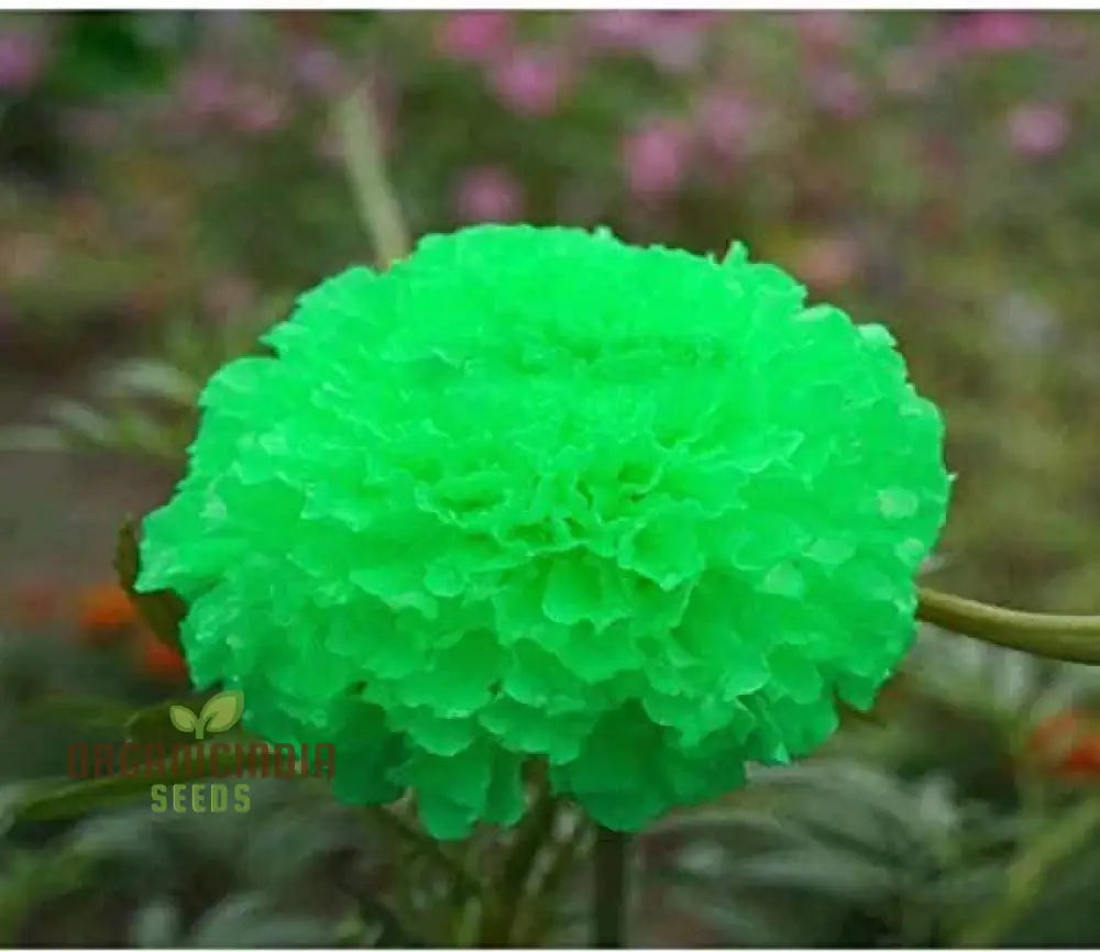 Green Marigold Flower Seeds For Planting A Complete Gardening And Cultivation Guide