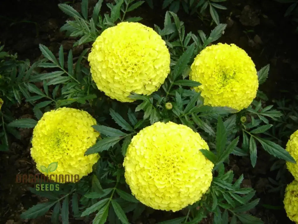 Green Marigold Flower Seeds For Planting A Complete Gardening And Cultivation Guide