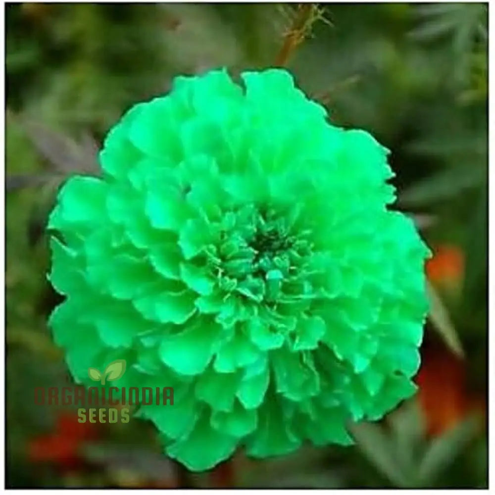 Green Marigold Flower Seeds For Planting A Complete Gardening And Cultivation Guide